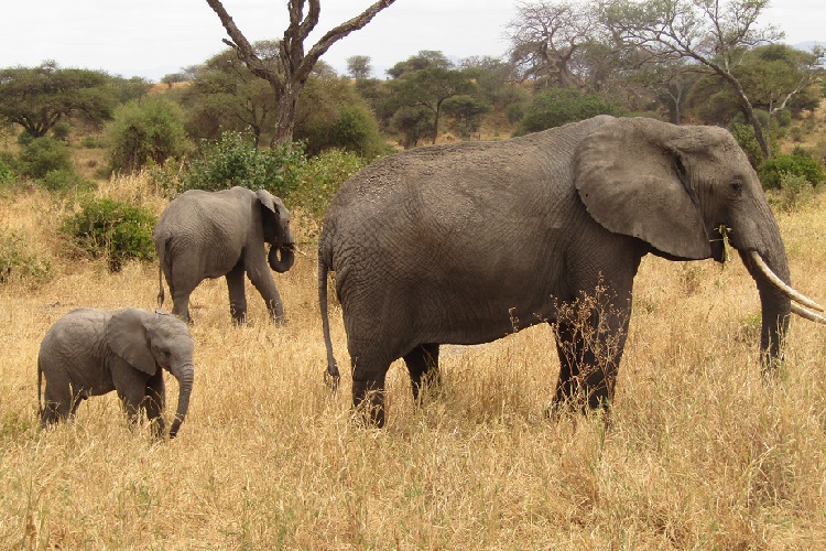 Twin Brothers Safaris