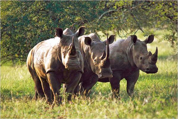 Twin Brothers Safaris